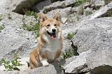 CORGI PEMBROKE 479